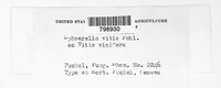 Mycosphaerella vitis-viniferae image
